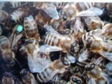 пчелопакеты  пчеломатки Санкт-Петербург