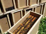 Пчелопакеты отводки пчеломатки СПб